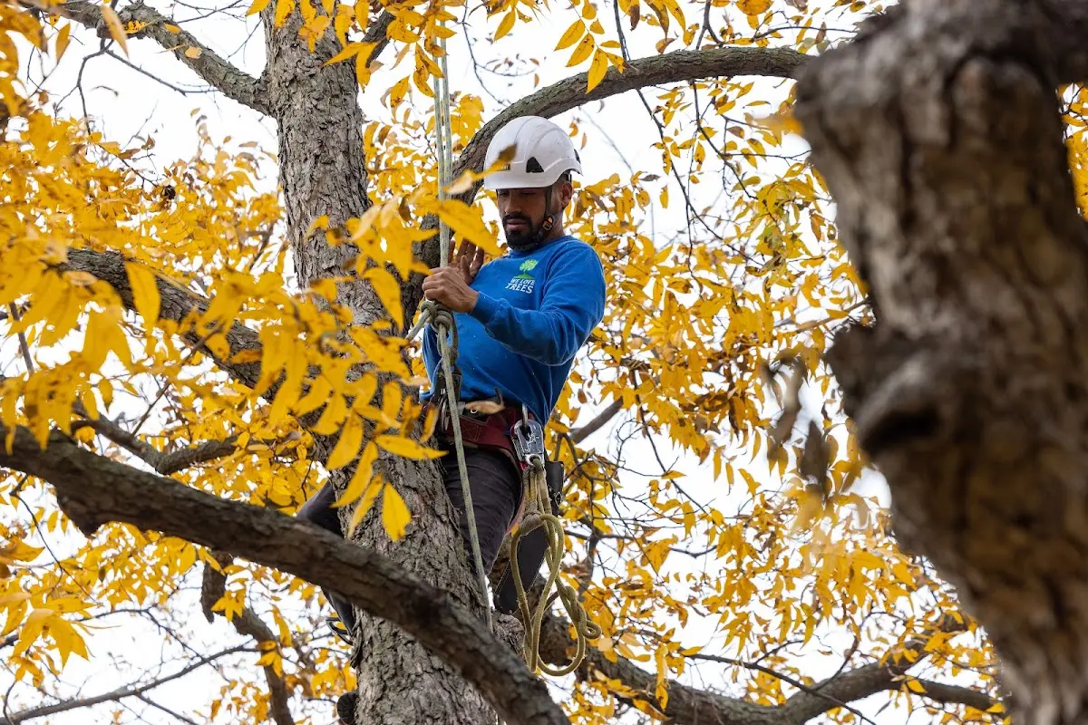 Skilled Tree Planting crew working in Afton