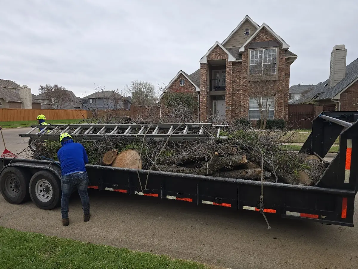 Expert Tree Removal with proper safety equipment in Afton